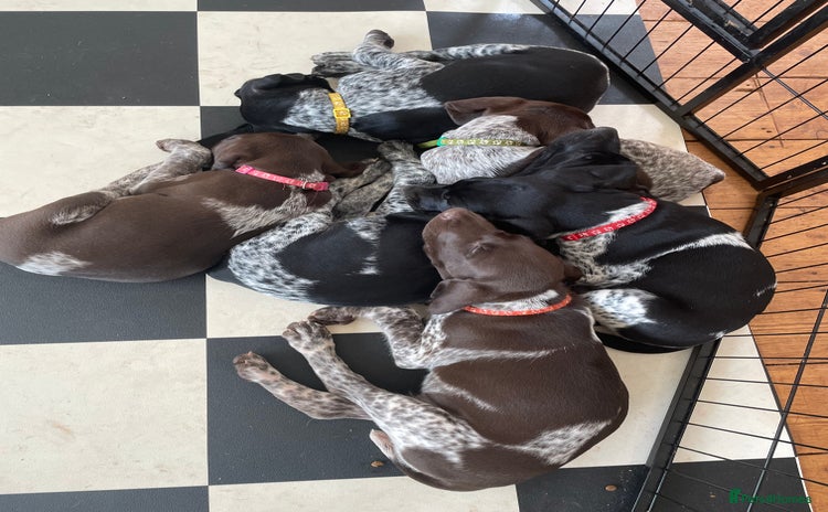 German Shorthaired Pointer dogs - Advert 1