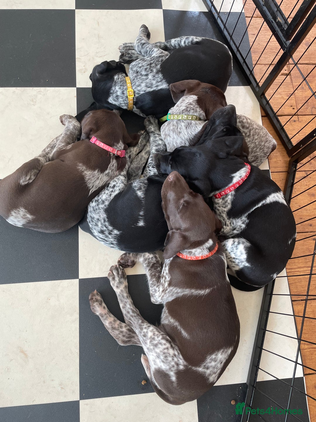 German Shorthaired Pointer dogs for sale: German Shorthaired Pointer Puppies - Image 1
