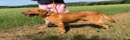 Labrador Retriever dogs for sale: Adult - KC Reg Fox Red Labrador Retriever Dog - Advert 9