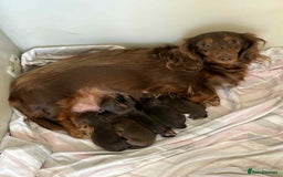 Miniature Dachshund dogs for sale: Pedigree long-haired miniature Dutch hounds - Image 2