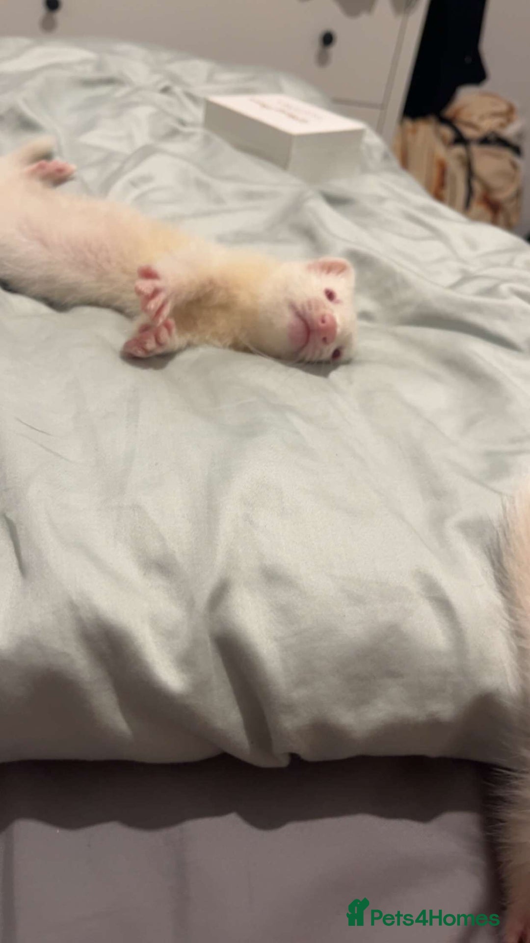 Ferret rodents for sale: Two albino male ferrets  - Image 3