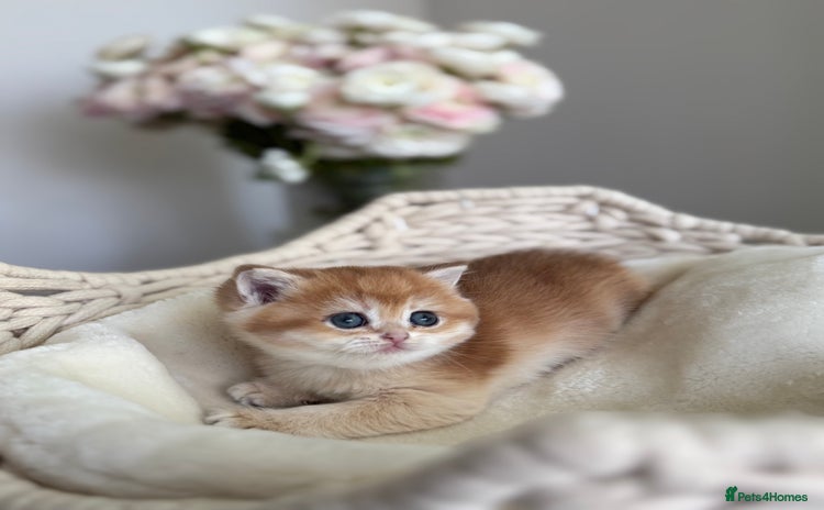 British Shorthair cats Golden British Shorthair kitten  in Maidstone - Advert 11