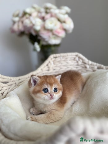 British Shorthair cats Golden British Shorthair kitten in Maidstone - Advert 11