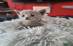 Russian Blue cats for sale: TICA Russian Blue Kittens Pedigree in Derby - Image 3