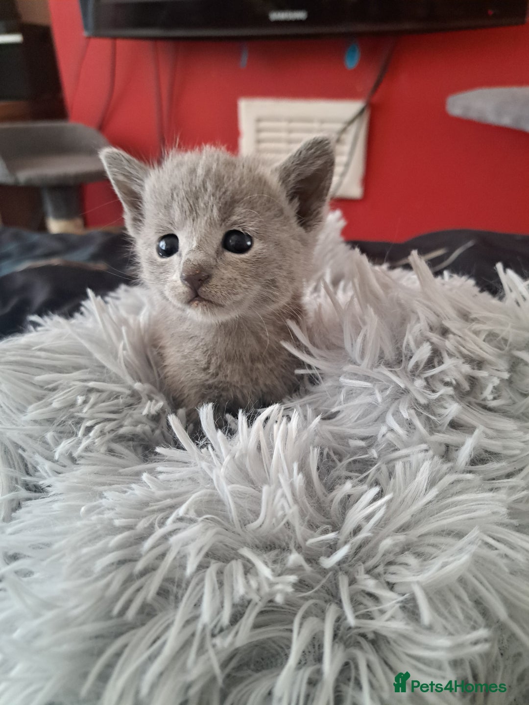 Russian Blue cats for sale: TICA Russian Blue Kittens Pedigree in Derby - Image 3