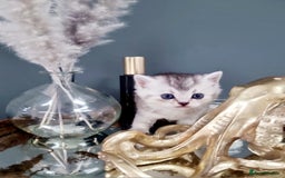 British Shorthair cats for sale: Blue eyed Silver tabby shaded BSH x Russian blue  - Image 13