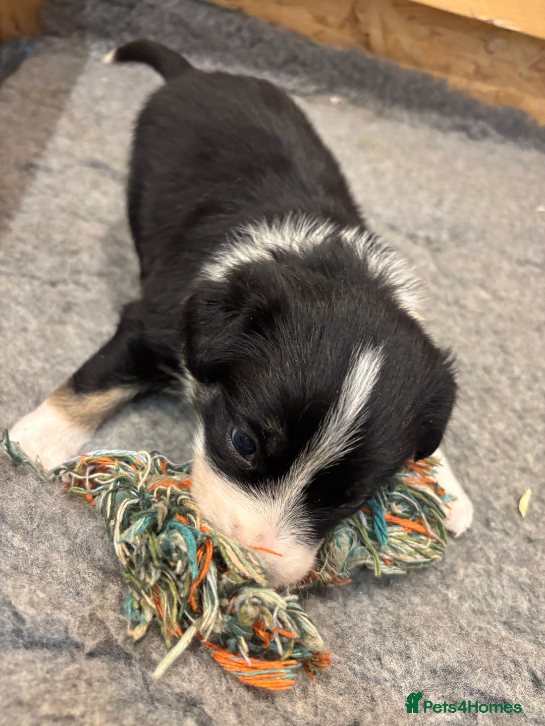 Border Collie dogs for sale: Adorable Collie Pups available raised with Love! - Advert 3