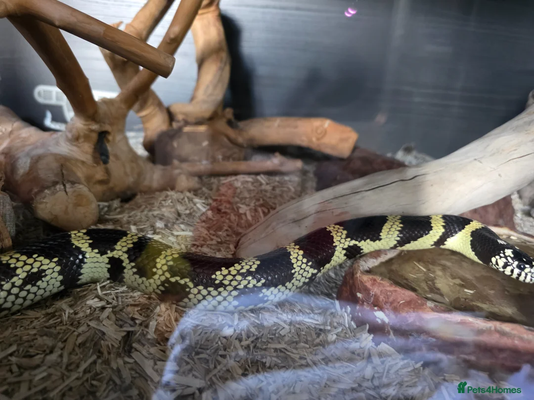 King Snake reptiles for sale: Californian king snake in Whitchurch - Advert 2