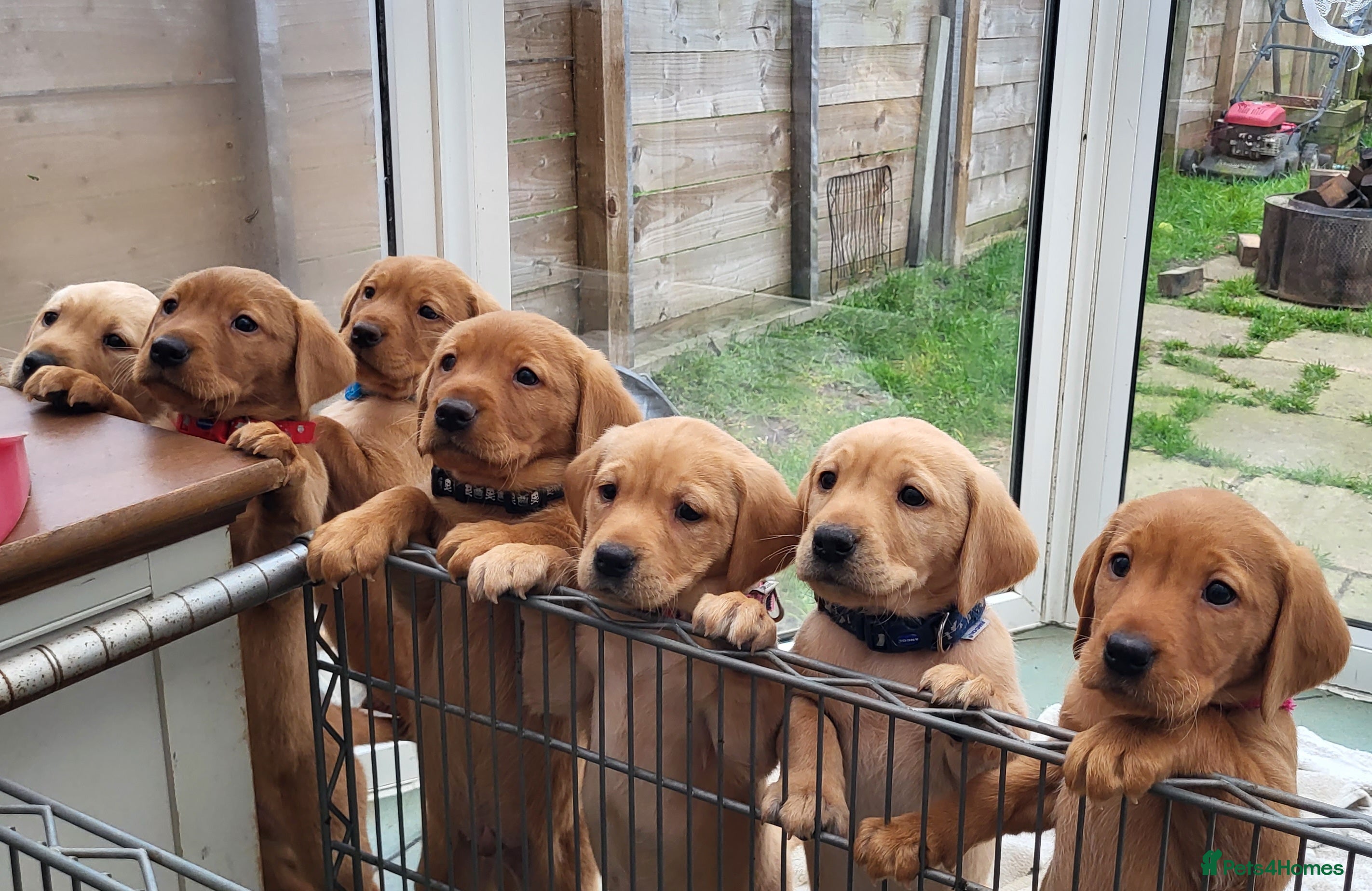 Labrador Retriever dogs Labrador fox red and golden puppy - Advert 2