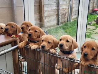 Labrador Retriever dogs Labrador fox red and golden puppy - Advert 2