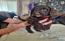 Sproodle dogs for sale: Beautiful Sproodles 1 black girl&1 chocolate boy - Image 11