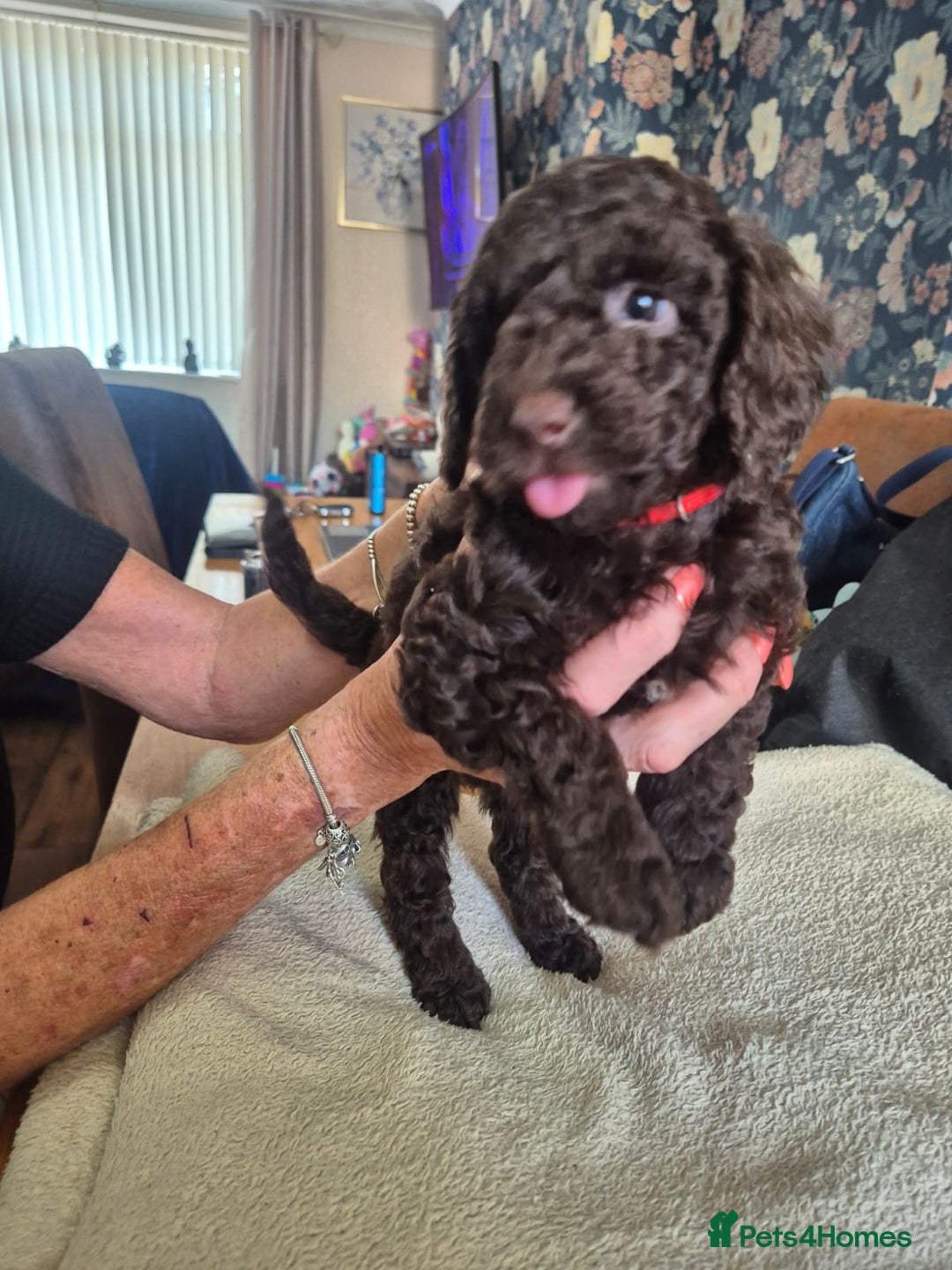 Sproodle dogs for sale: Beautiful Sproodles 1 black girl&1 chocolate boy - Image 11