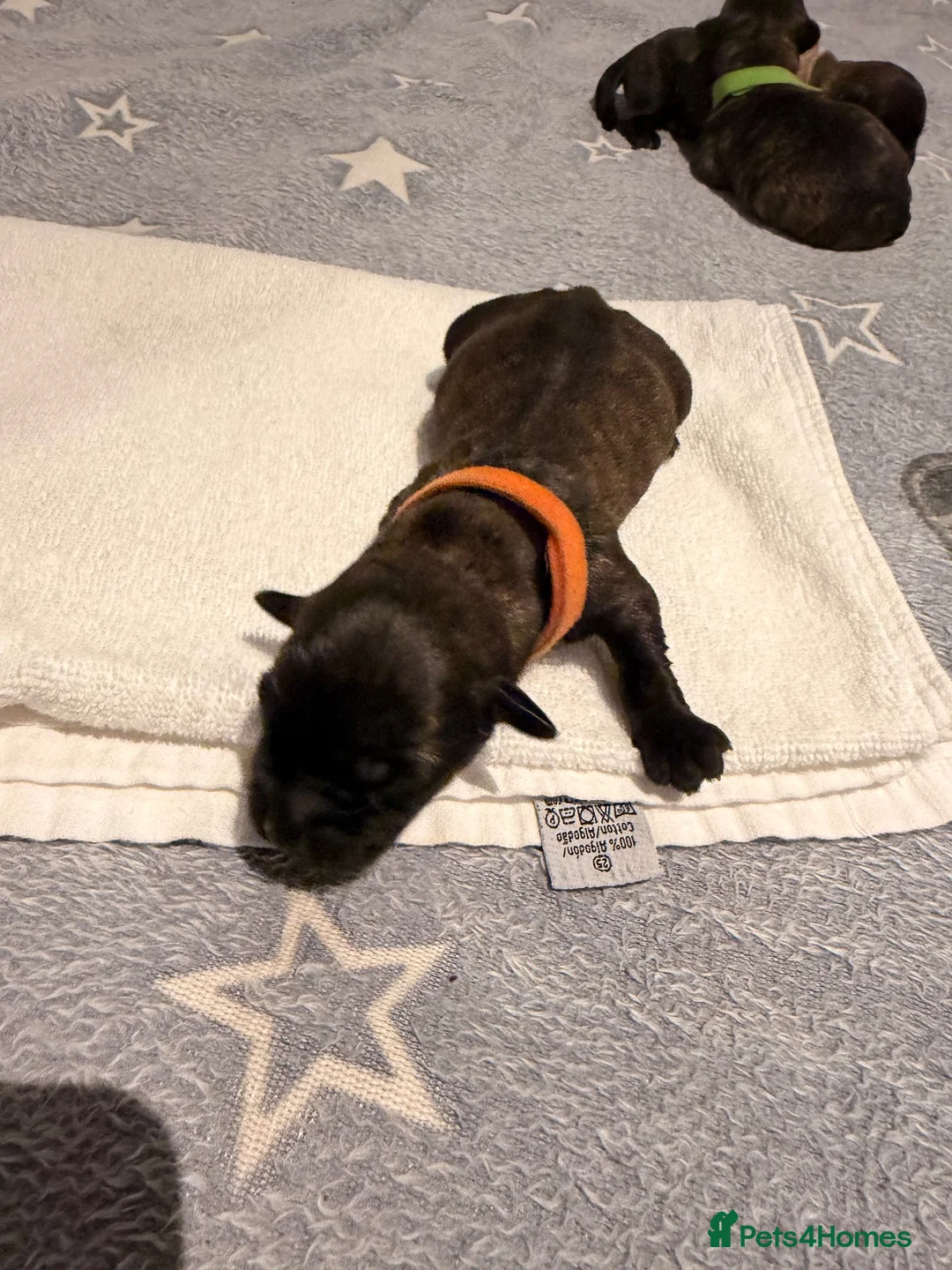 Glen of Imaal Terrier dogs for sale: Glen of Imaal Terrier Puppies  - Advert 29