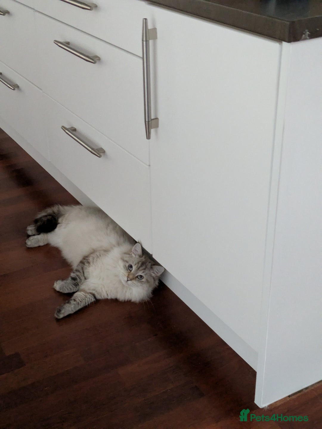 Siberian cats for sale: 1yr unneutred Neva masquerade Male Siberian - Advert 3