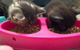 British Shorthair cats for sale: 2 beautiful girl kittens for sale - Image 2