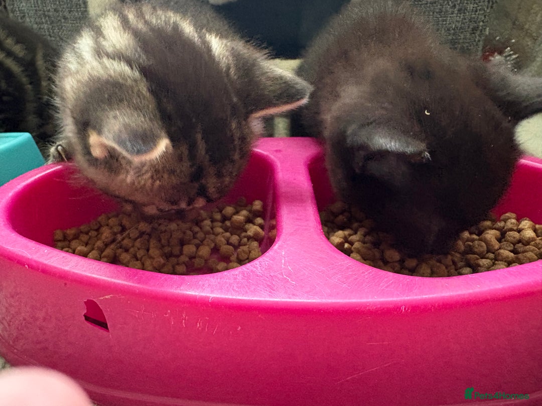 British Shorthair cats for sale: 2 beautiful girl kittens for sale - Image 2