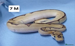 Python Snake reptiles for sale: Royal Python Morph Hatchlings  - Image 15