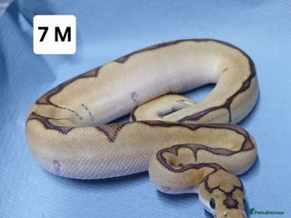 Python Snake reptiles Royal Python Morph Hatchlings - Advert 10