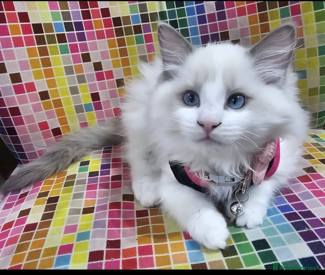 Ragdoll cats for sale: Ragdollkittens health tested gccf/tica parents  - Image 9