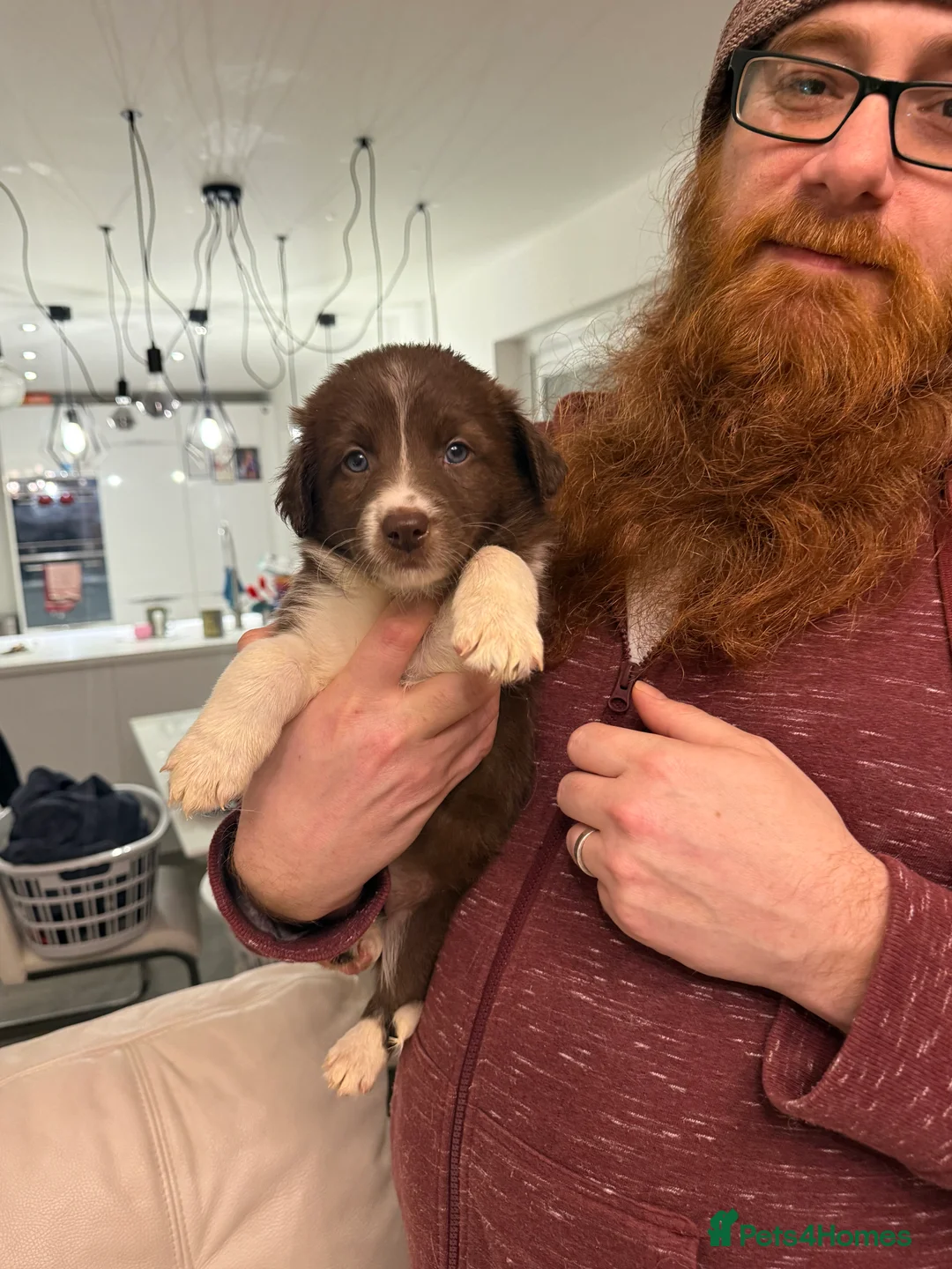 Border Collie dogs for sale: Border Collie red  - Advert 4