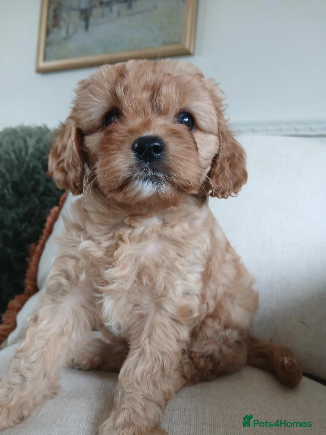 Cavapoo dogs for sale: Outstanding F1 cavapoos health tested parents in Warrington - Advert 11