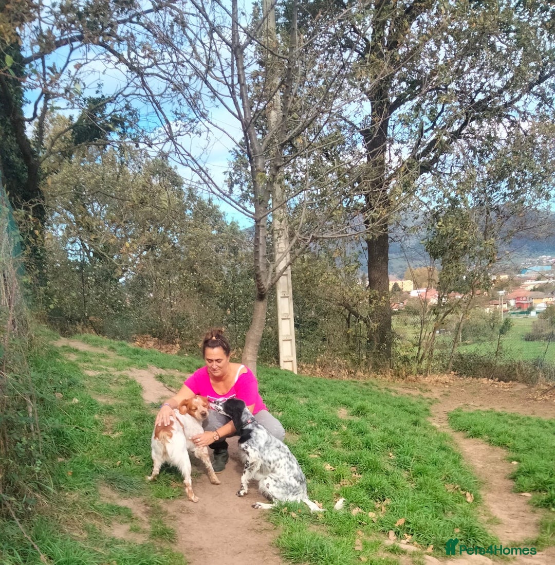 English Setter dogs for adoption: Ras   - Advert 2