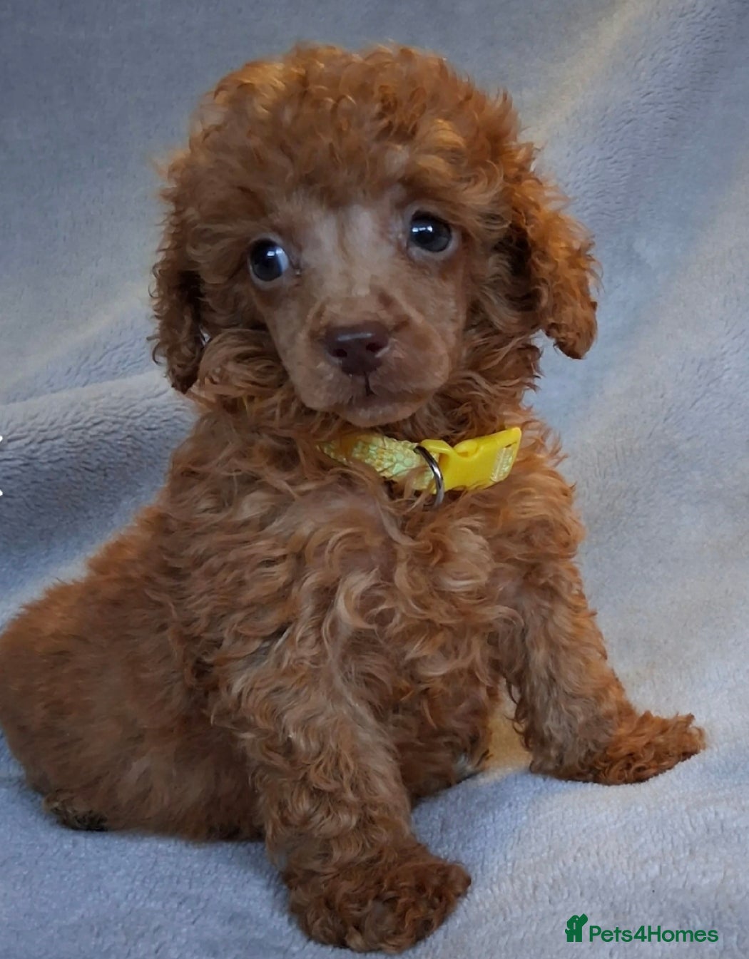 Toy Poodle dogs Tor poodle girls  - Advert 4