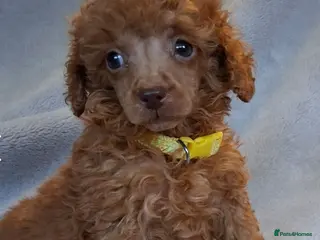 Toy Poodle dogs Tor poodle girls - Advert 4