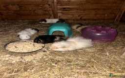 Guinea Pig rodents for sale: Guinee pig boys for sale  - Advert 1