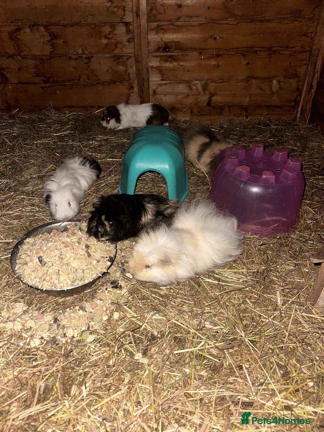Guinea Pig rodents for sale: Guinee pig boys for sale  - Advert 1