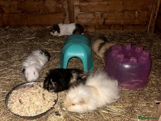 Guinea Pig rodents for sale: Guinee pig boys for sale - Advert 1