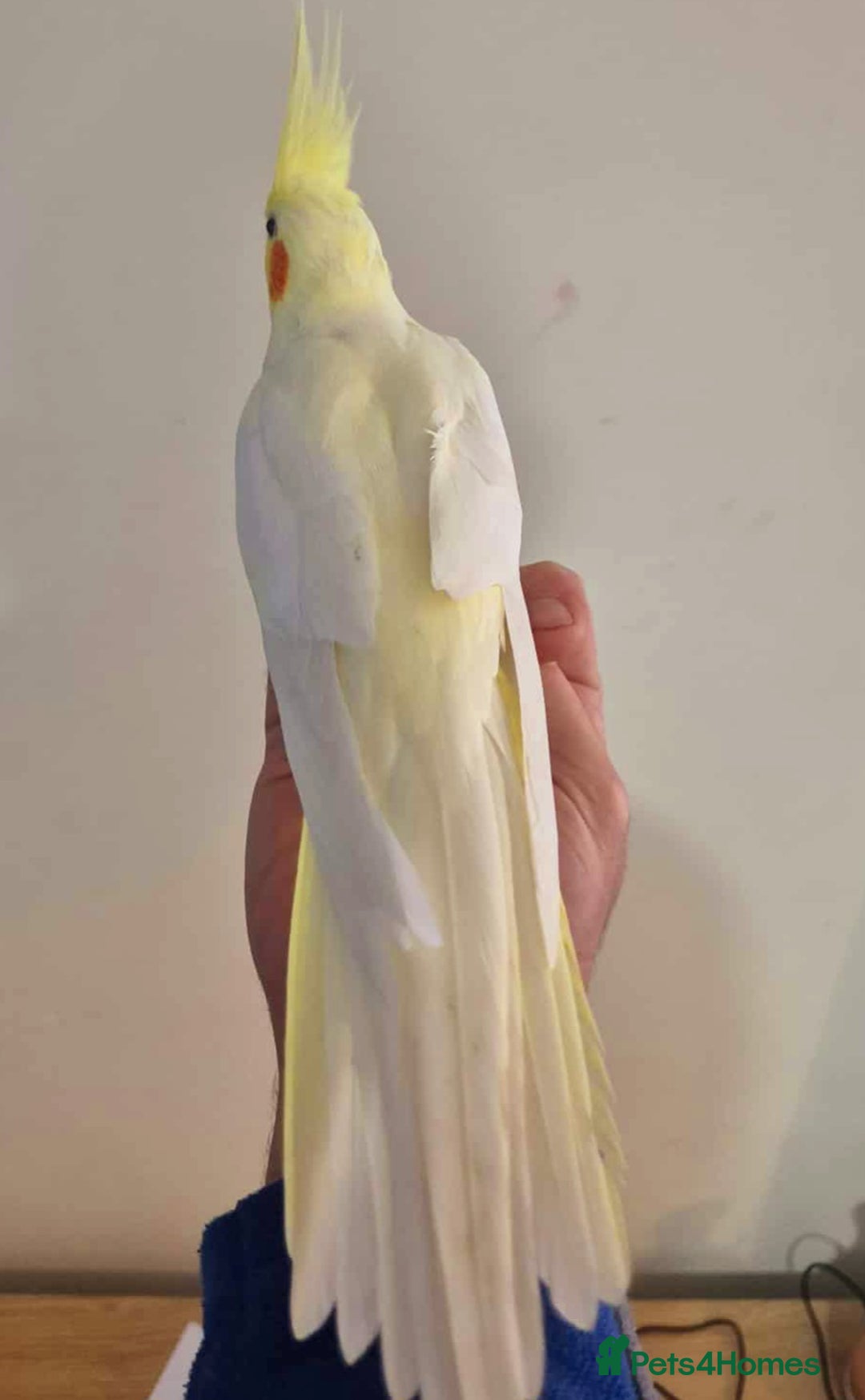 Cockatiels birds for sale: Young Cockatiels available for new homes - Image 5