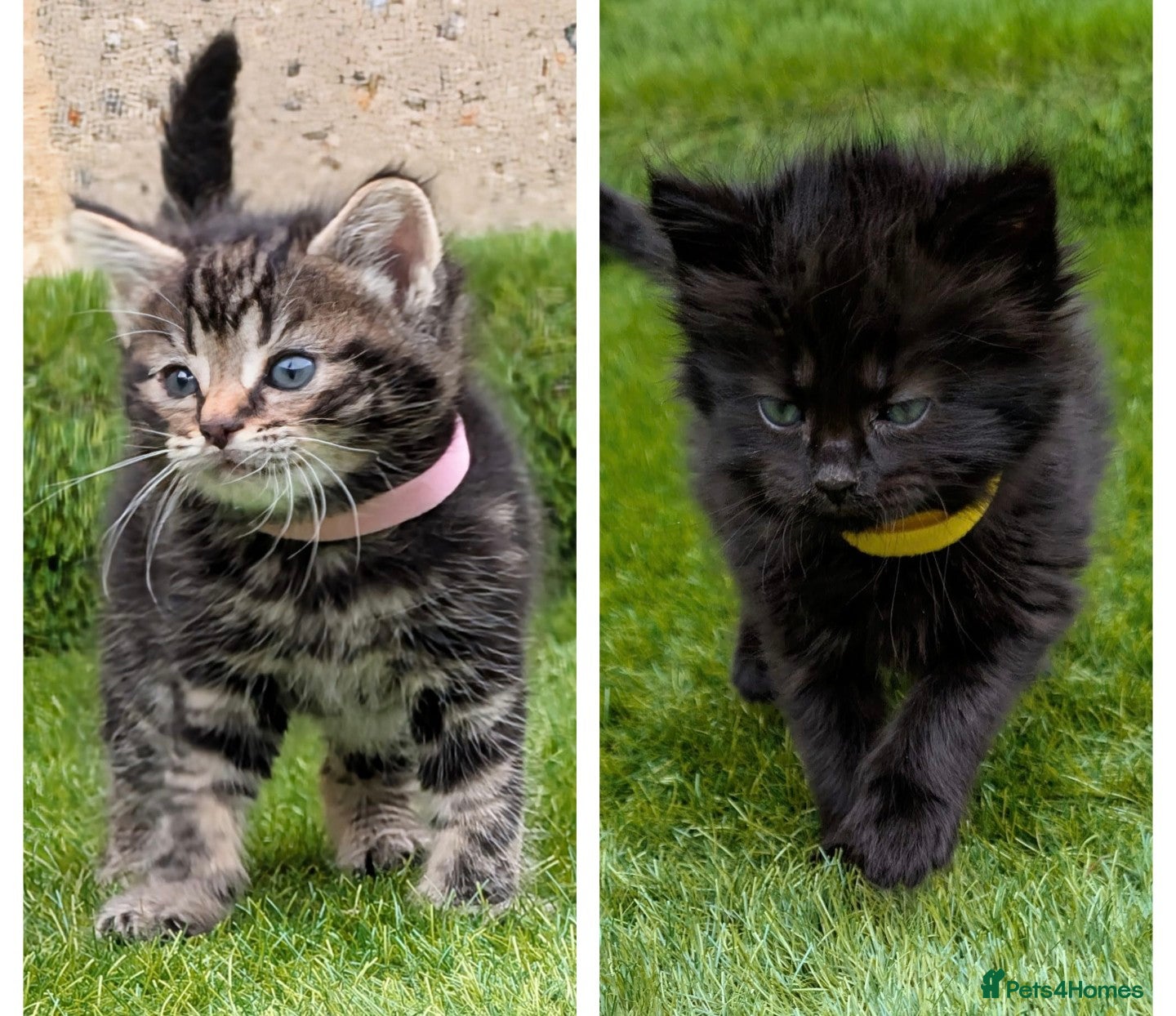 Mixed Breed cats 🐾 Rare Fluffy Maine Coon Type Kittens ⭐ - Advert 16