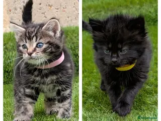 Mixed Breed cats 🐾 Rare Fluffy Maine Coon Type Kittens ⭐ - Advert 16