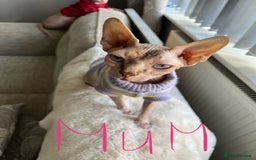 Sphynx cats for sale: 3 Sphynx boys - Image 7