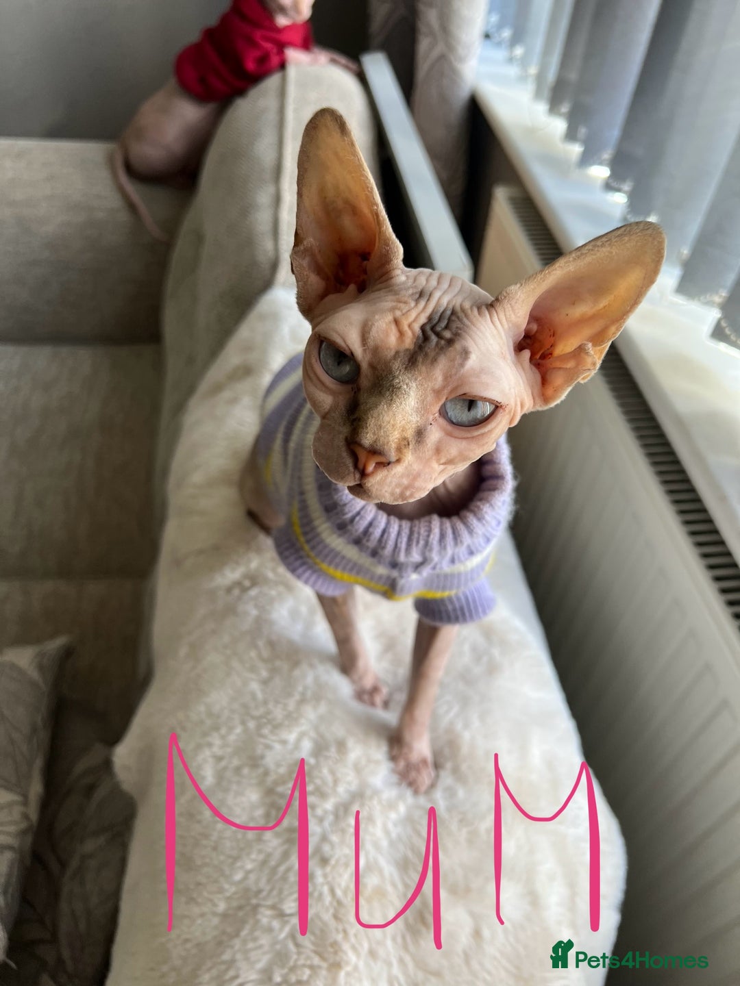 Sphynx cats for sale: 3 Sphynx boys - Image 7