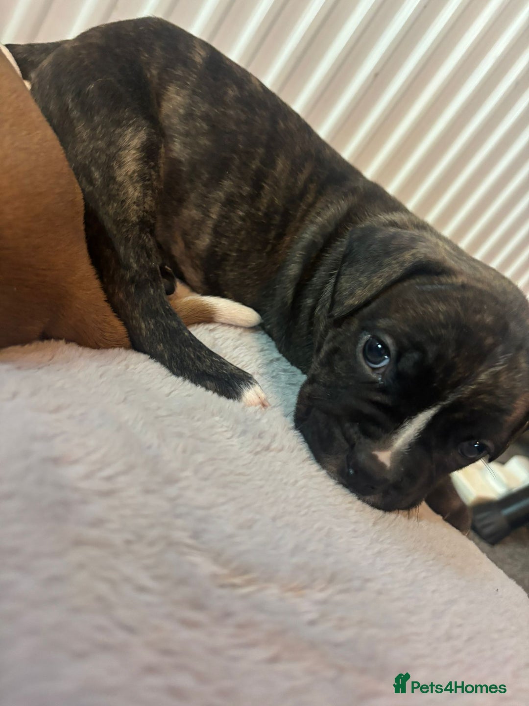American Bulldog dogs for sale: American bulldog pups for sale - Advert 19