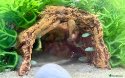 Plecos fish for sale: Baby Lemon Blue-Eyed Pleco’s - Image 2