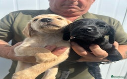Cockerdor dogs for sale: Quality litter of cockerdors Blacks £450 Gold £550 - Image 2