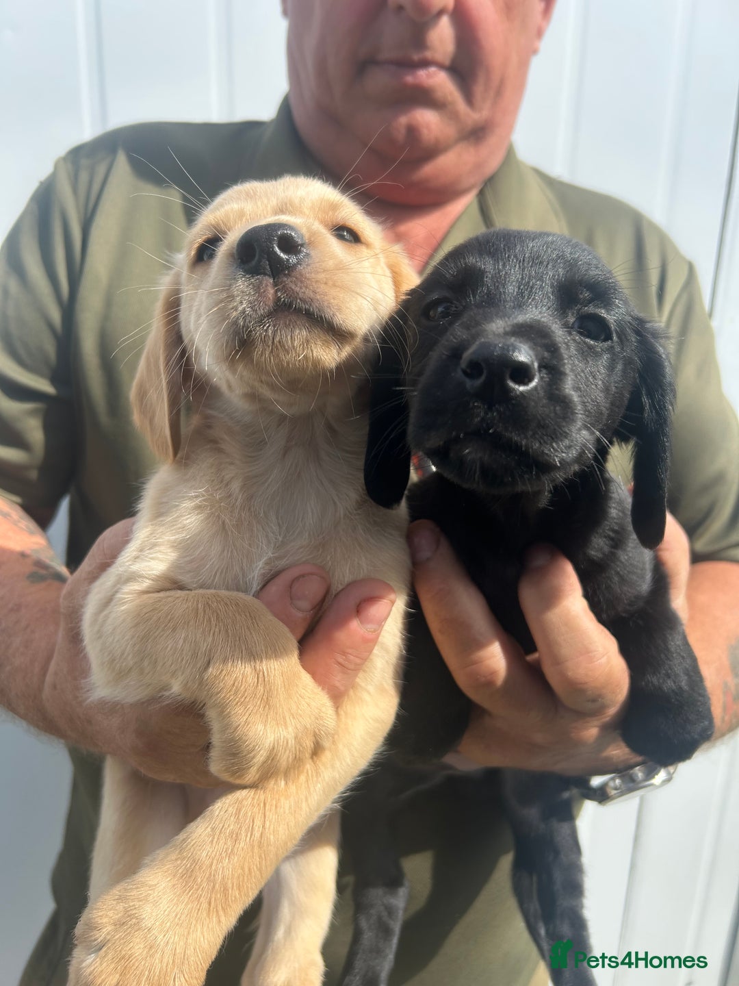Cockerdor dogs for sale: Quality litter of cockerdors Blacks £450 Gold £550 - Image 2