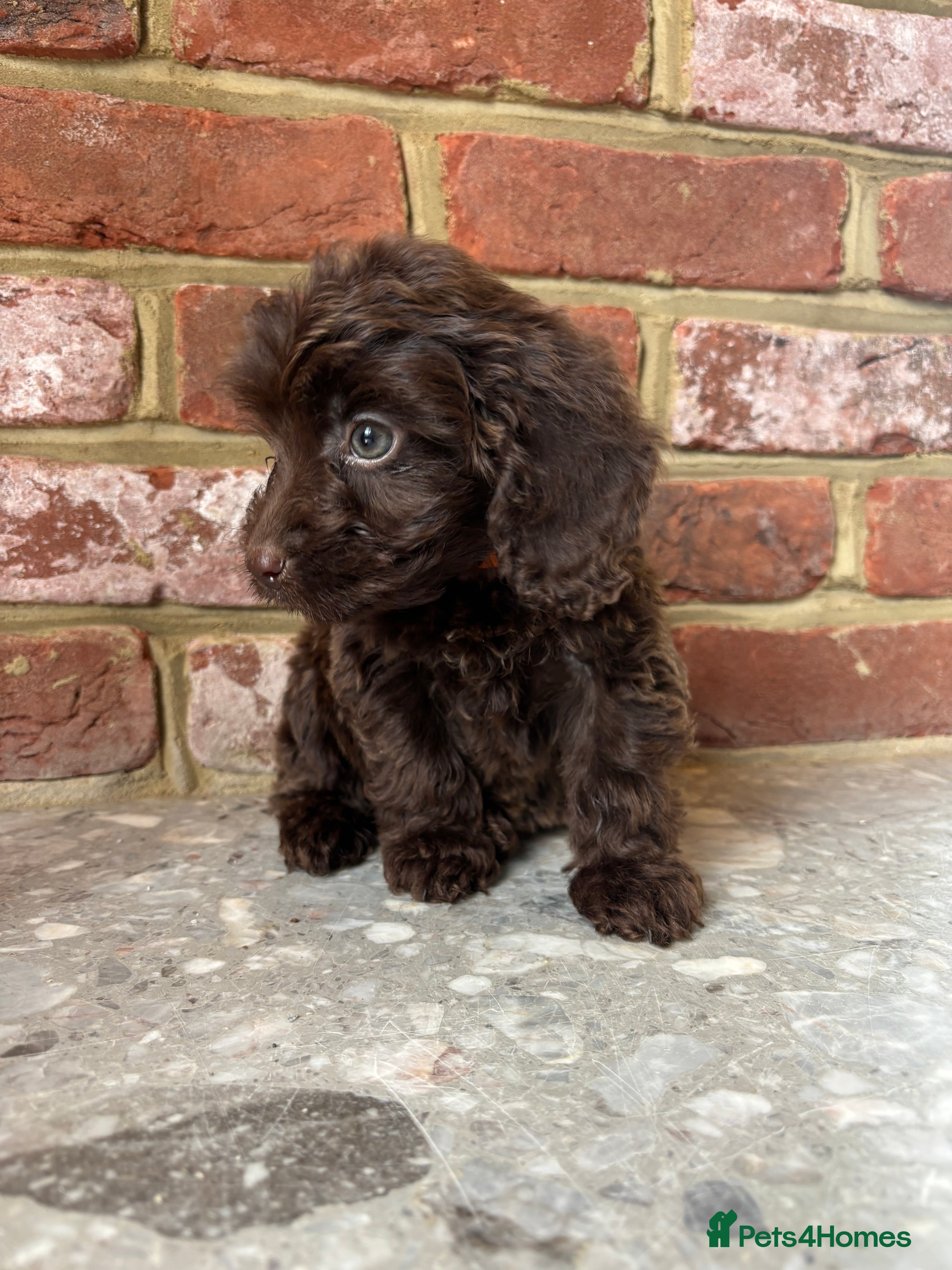 Cockapoo dogs Outstanding Cockapoos - Advert 8