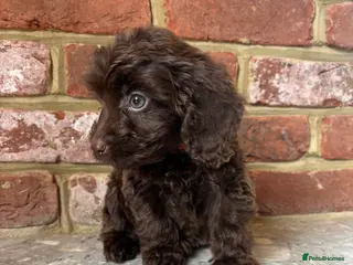 Cockapoo dogs Outstanding Cockapoos - Advert 8