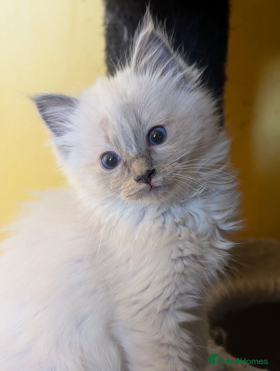 Ragdoll cats for sale: Gorgeous Ragdoll Kittens  - Advert 19