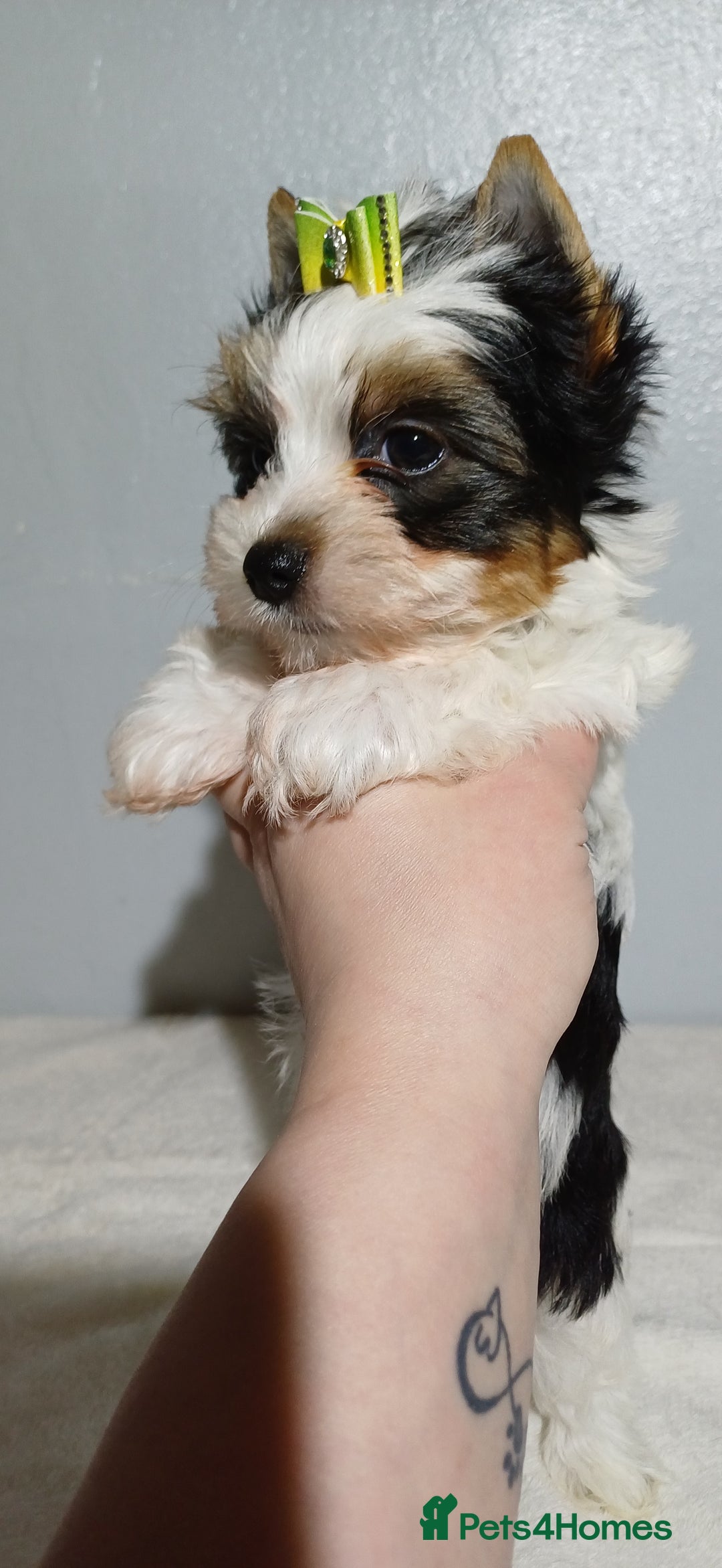 Yorkshire Terrier dogs for sale: 100% Biewer yorkshire-terrier Pedigree  - Advert 10