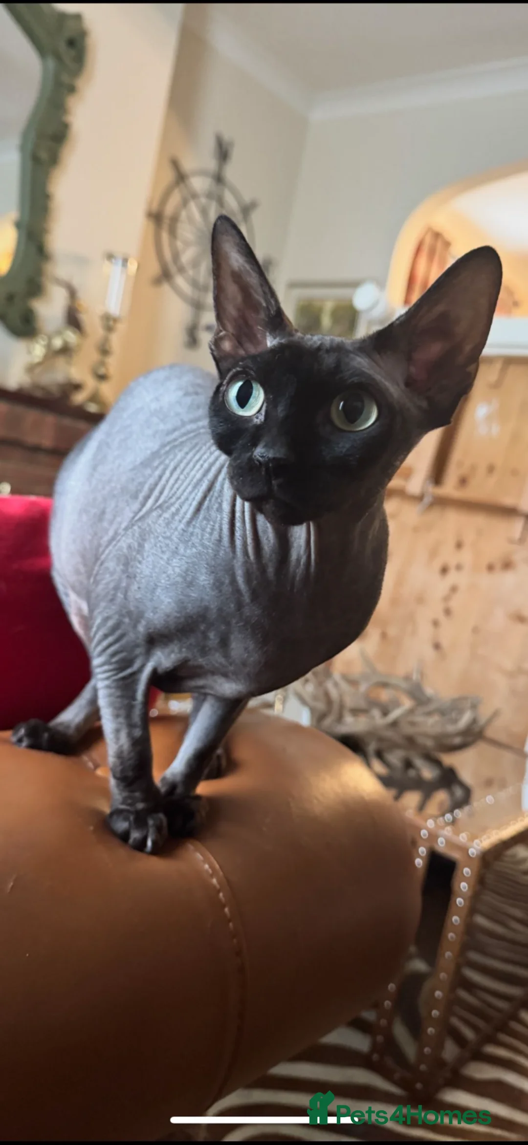 Sphynx cats for sale: Solid black sphynx boy kitten - Advert 7