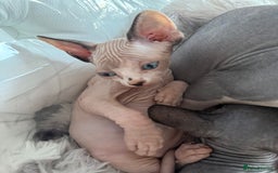 Sphynx cats for sale: canadian sphynx for sale  - Advert 23