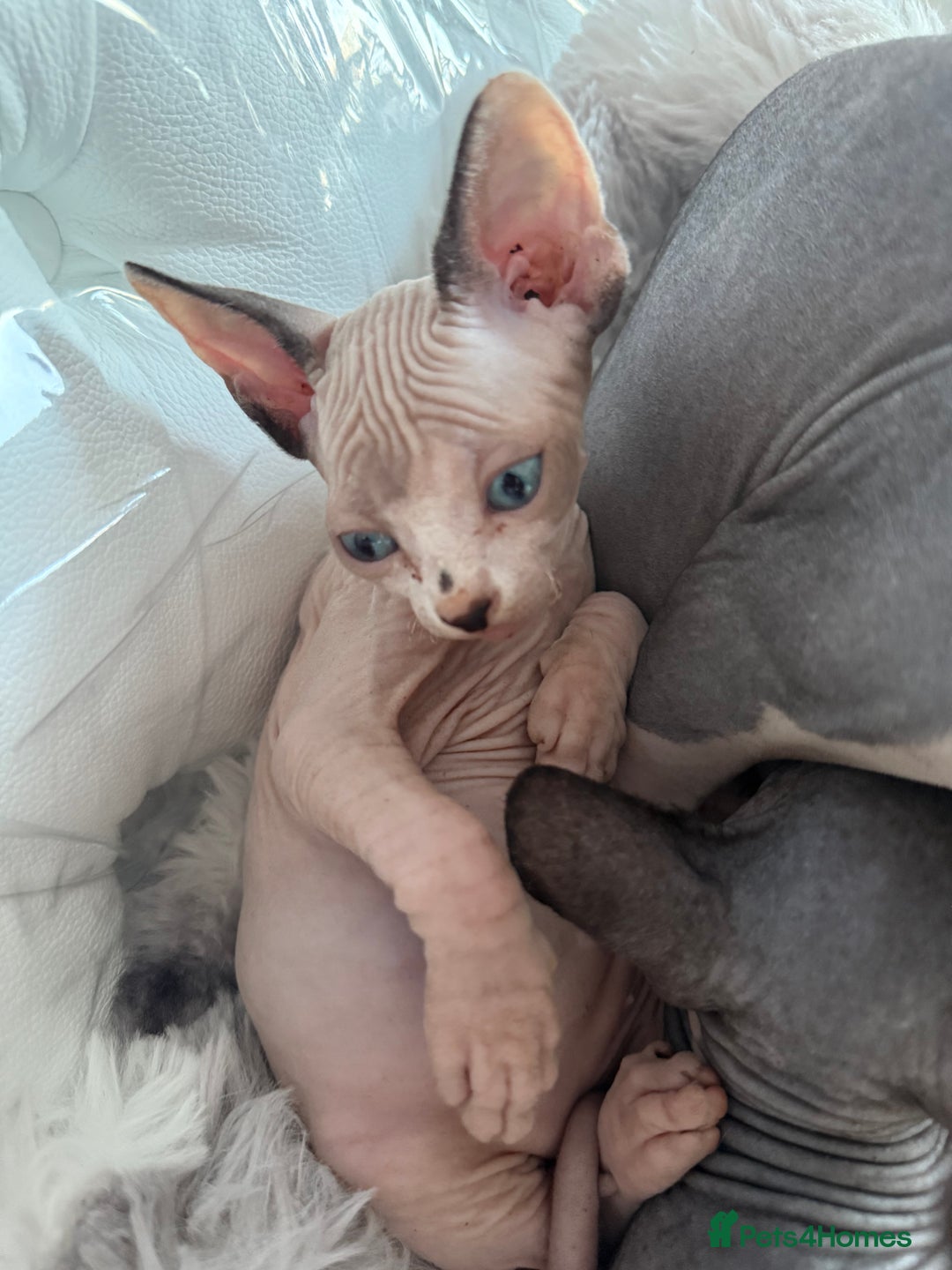 Sphynx cats for sale: canadian sphynx for sale  - Advert 23