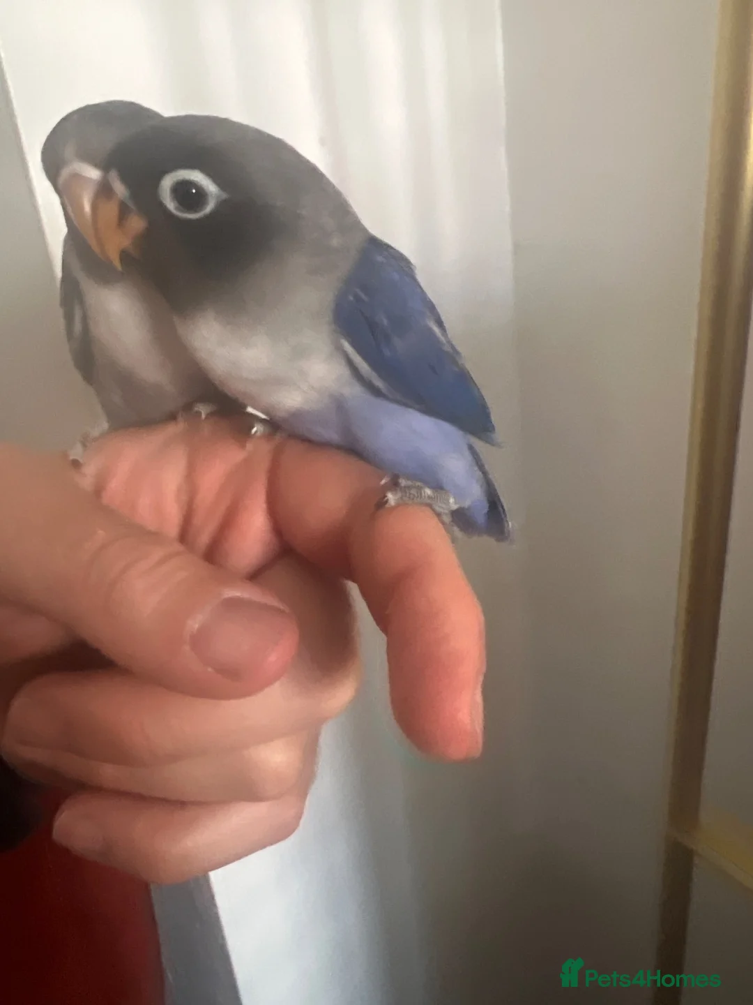 Lovebirds birds for sale: Cute little lovebirds babies  - Advert 2