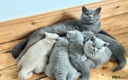 British Shorthair cats for sale: IGRCH & GRCH Sired GCCF reg British Shorthair  - Advert 4