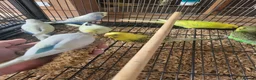 Budgerigars birds for sale: Semi to tame baby Budgies  - Advert 11